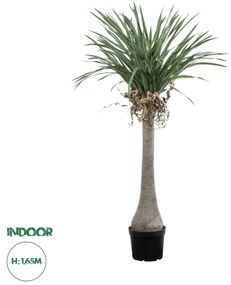 20046 GloboStar® Artificial Garden BEAUCARNEA PALM TREE 20046 Τεχνητό Διακοσμητικό Φυτό Κυρτόφυλλος Μπουκαρνέα Υ165cm