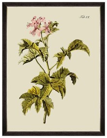 Κάδρο Botanical III FA13226 60x80cm Green MindTheGap Κάθετοι Ξύλο