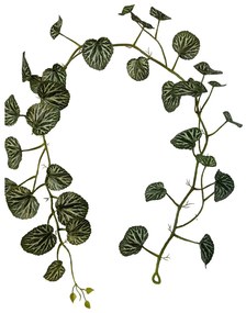 Supergreens Τεχνητή Γιρλάντα Σαξιφράγκα Sarmentosa Πράσινο 168 εκ. - 4251-7