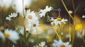 Intra Συλλεκτικό Ξύλινο Παζλ Plywood 4mm - Πεδίο με λευκές μαργαρίτες σε μια χλοώδη περιοχή Σε Ξύλινο Κουτί - Διαστάσεις: 10x10 cm – 25 κομμάτια