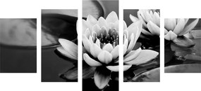 Εικόνα 5 τμημάτων λουλούδι λωτού στη λίμνη σε ασπρόμαυρο - 100x50