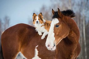 Φωτογραφία Draft horse and red border collie dog, vikarus