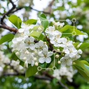 Intra Συλλεκτικό Ξύλινο Παζλ Plywood 4mm - Ανθισμένο δέντρο με λευκά λουλούδια και πράσινα φύλλα Σε Ξύλινο Κουτί - Διαστάσεις: 10x10 cm – 25 κομμάτια