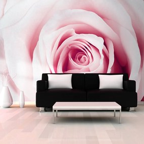 Φωτοταπετσαρία - Rose maze 250x175