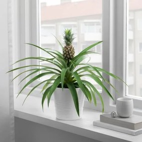 ANANAS φυτό σε γλάστρα/Ανανάς, 12 cm 505.281.79