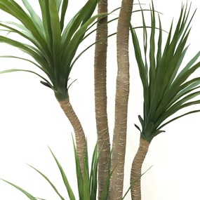 DRACAENA  NP_28_155  ΥΨΟΣ 155cm NewPlan