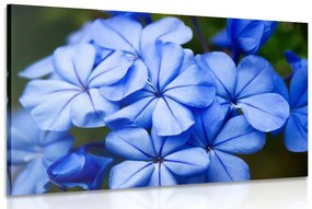 Εικόνα με άγρια ​​μπλε λουλούδια - 60x40