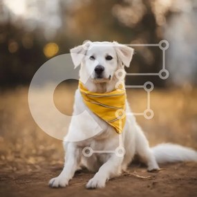 Intra Συλλεκτικό Ξύλινο Παζλ Plywood 4mm - Χαλαρός λευκός σκύλος σε χωράφι με πορτοκαλί μπαντάνα Σε Ξύλινο Κουτί - Διαστάσεις: 10x10 cm – 25 κομμάτια