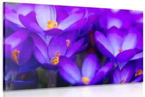 Εικόνα λουλουδιών σαφράν - 60x40
