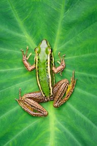 Φωτογραφία Image of paddy field green frog, yod67