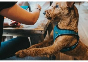 Λουρί Σκύλου Hunter Μαύρο 37-42 cm Ανθρακί XS/S