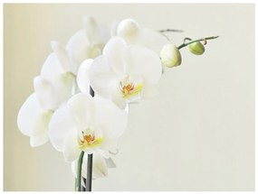 Φωτοταπετσαρία - White orchid 250x193