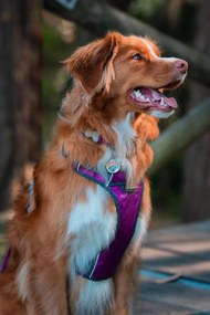 Λουρί Σκύλου Red Dingo Dingo 47-73 cm 56-80 cm Μωβ L