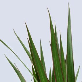 DRACAENA MARGINATA φυτό σε γλάστρα/Δράκαινα/με 2 μίσχους, 19 cm 404.084.55