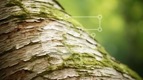 Intra Συλλεκτικό Ξύλινο Παζλ Plywood  4mm - Φλοιός δέντρου καλυμμένος με βρύα και πράσινα φύλλα Σε Ξύλινο Κουτί - Διαστάσεις: 10x10 cm – 25 κομμάτια