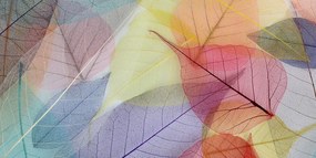 Εικόνα φλεβών σε χρωματιστά φύλλα - 100x50