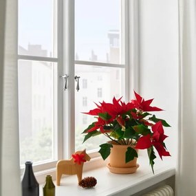 POINSETTIA φυτό σε γλάστρα/Αλεξανδρινό, 13 cm 905.878.45