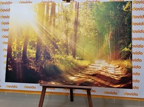 Εικόνα ηλιαχτίδες στο δάσος - 90x60