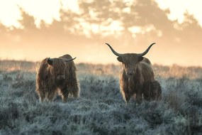 Φωτογραφία Three Highlanders, Jaap van den