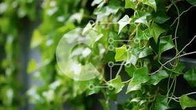 Intra Συλλεκτικό Ξύλινο Παζλ Plywood  4mm - Φυτό Green Ivy σε πολυκατοικία Σε Ξύλινο Κουτί - Διαστάσεις: 10x10 cm – 25 κομμάτια