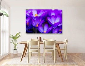 Εικόνα λουλουδιών σαφράν - 90x60