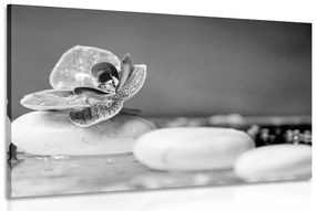 Εικόνα ορχιδέας και πέτρες Ζεν σε ασπρόμαυρο - 120x80