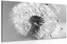 Λεπτομέρεια εικόνας πικραλίδων σε ασπρόμαυρο
