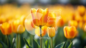 Intra Συλλεκτικό Ξύλινο Παζλ Plywood 4mm - Πεδίο με κίτρινες τουλίπες σε πλήρη άνθιση Σε Ξύλινο Κουτί - Διαστάσεις: 10x10 cm – 25 κομμάτια