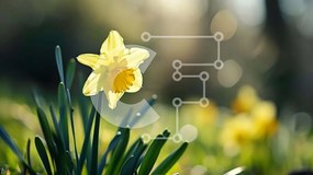 Intra Συλλεκτικό Ξύλινο Παζλ Plywood 4mm - Μονό κίτρινο λουλούδι ασφόδελου σε πράσινο γρασίδι Σε Ξύλινο Κουτί - Διαστάσεις: 10x10 cm – 25 κομμάτια