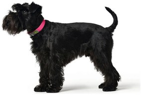 Κολλάρο Σκύλου Hunter Convenience Φούξια M/L 42-50 cm