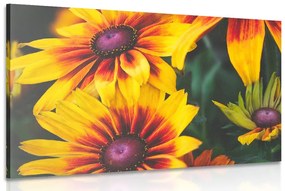 Εικόνα μαγικών δίχρωμων λουλουδιών - 90x60