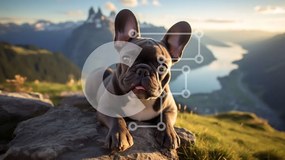 Intra Συλλεκτικό Ξύλινο Παζλ Plywood 4mm - Γαλλικό μπουλντόγκ με θέα στην κοιλάδα με τα βουνά Σε Ξύλινο Κουτί - Διαστάσεις: 10x10 cm – 25 κομμάτια