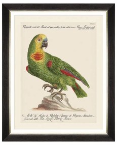 Κάδρο Parrots Of Brasil II FA13212 40X50 MindTheGap Horizontal Wood