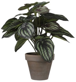 Τεχνητό Φυτό Σε Γλάστρα (Φ23x24) Edelman Peperomia D.Green 1079796