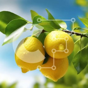 Intra Συλλεκτικό Ξύλινο Παζλ Plywood 4mm - Ώριμα λεμόνια σε κλαδί λεμονιάς με μπλε ουρανό Σε Ξύλινο Κουτί - Διαστάσεις: 10x10 cm – 25 κομμάτια