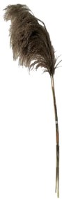 Διακοσμητικό φυτό Pampasion alang-alang σε φυσική απόχρωση 150εκ