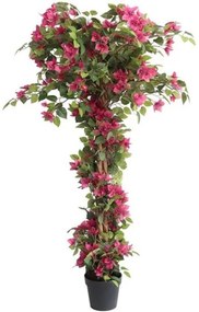New plan BOUGAINVILLEA NP_34_160 ΥΨΟΣ 160cm Τεμαχιο
