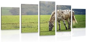 Εικόνα 5 μερών ενός αλόγου σε ένα λιβάδι - 200x100
