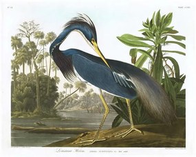 Αναπαραγωγή Louisiana Heron, 1834, John James (after) Audubon