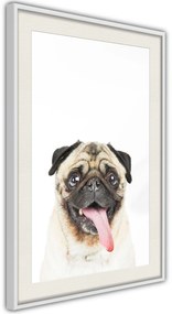 Αφίσα - Funny Pug - 40x60 - Χρυσό - Με πασπαρτού