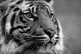 Εικόνα μιας τίγρης της Βεγγάλης σε ασπρόμαυρο - 90x60
