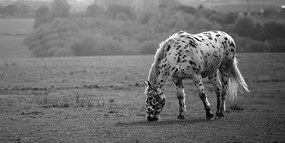 Εικόνα ενός αλόγου σε ένα λιβάδι σε ασπρόμαυρο - 120x60