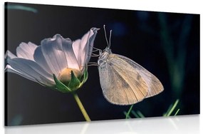 Εικόνα πεταλούδας σε ένα λουλούδι