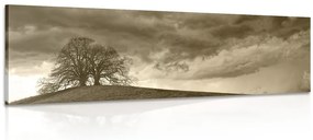 Εικόνα σέπια μοναχικά δέντρα - 150x50