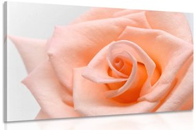 Εικόνα τριαντάφυλλο σε ροδακινί απόχρωση - 60x40