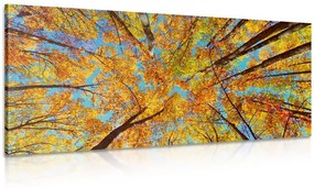 Εικόνα από φθινοπωρινές κορυφές δέντρων - 120x60