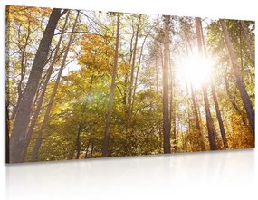 Εικόνα δάσους στα χρώματα του φθινοπώρου - 120x80
