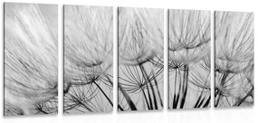 Εικόνα 5 μερών Σπόροι πικραλίδας σε ασπρόμαυρο σχέδιο