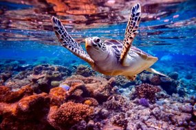 Φωτογραφία Sea turtle swims under water on, cookelma