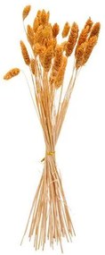 Beauty Home ΜΠΟΥΚΕΤΟ Phalaris ΜΟΥΣΤΑΡΔΙ 60cm – 50 ΤΜΧ